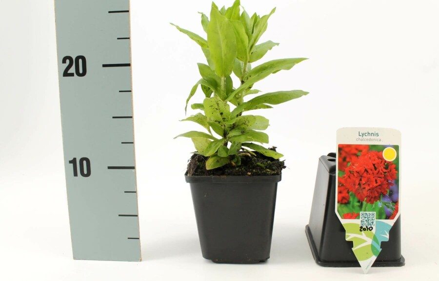 Tjærenellike Lychnis chalcedonica 5-10 potte P9 Lychnis chalcedonica