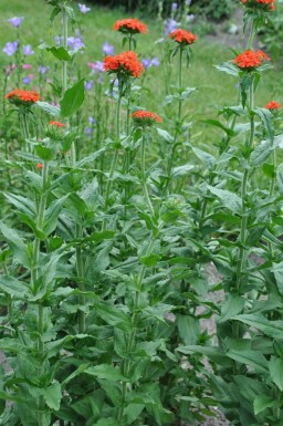 Tjærenellike Lychnis chalcedonica 5-10 potte P9