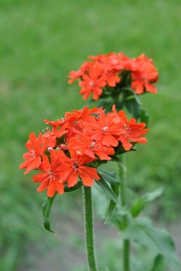 Tjærenellike Lychnis chalcedonica 5-10 potte P9