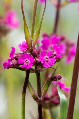 Almindelig tjærenellike Lychnis viscaria 'Splendens' 5-10 potte P9 Lychnis viscaria 'Splendens'