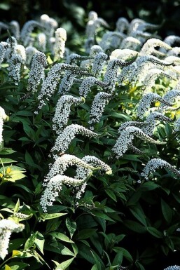 Hvid fredløs Lysimachia clethroides 5-10 potte P9 Lysimachia clethroides