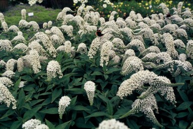 Hvid fredløs Lysimachia clethroides 5-10 potte P9 Lysimachia clethroides