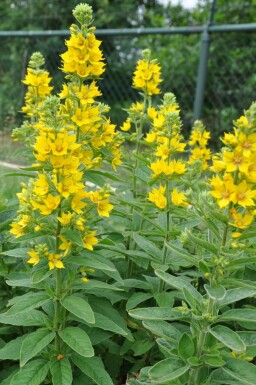 Prikbladet fredløs Lysimachia punctata 5-10 potte P9 Lysimachia punctata