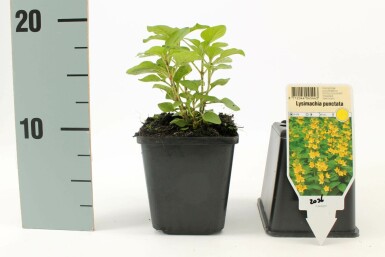 Prikbladet fredløs Lysimachia punctata 5-10 potte P9 Lysimachia punctata