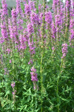 Almindelig kattehale Lythrum salicaria 5-10 potte P9 Lythrum salicaria