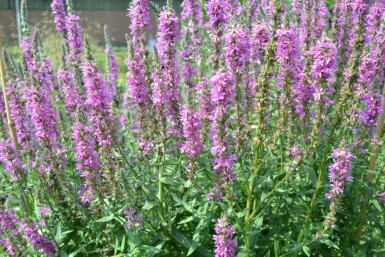 Almindelig kattehale Lythrum salicaria 5-10 potte P9 Lythrum salicaria