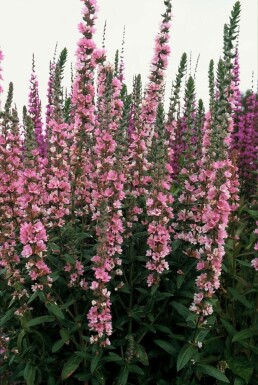 Almindelig kattehale Lythrum salicaria 'Blush' 5-10 potte P9 Lythrum salicaria 'Blush'
