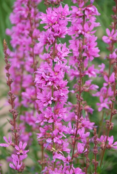 Almindelig kattehale Lythrum salicaria 'Robert' 10-15 potte C2 Lythrum salicaria 'Robert'