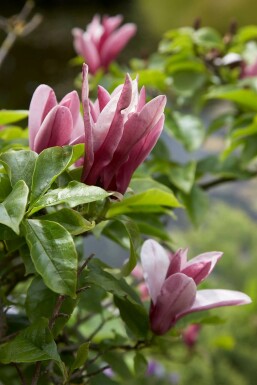 Magnolia Magnolia 'Susan' busk 20-30 potte C3
