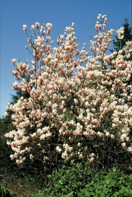 Almindelig Magnolia Magnolia soulangeana busk 100-125 potte C12 Magnolia soulangeana busk 100-125 cm