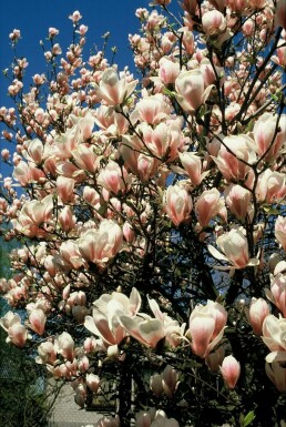 Almindelig Magnolia Magnolia × soulangeana busk 20-30 potte C2
