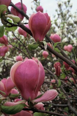 Almindelig Magnolia Magnolia × soulangeana 'Lennei' busk 20-30 potte C2
