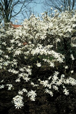 Stjernemagnolia Magnolia stellata busk 20-30 potte C2