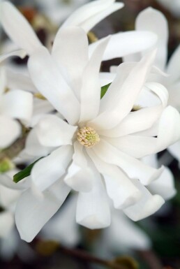 Stjernemagnolia Magnolia stellata busk 20-30 potte C2