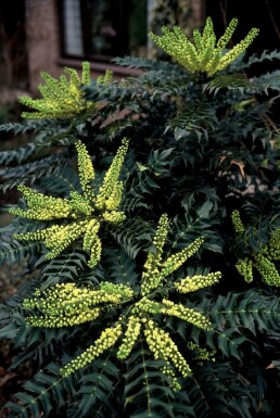 Buskmahonie Mahonia × media 'Winter Sun' busk 20-30 potte C3