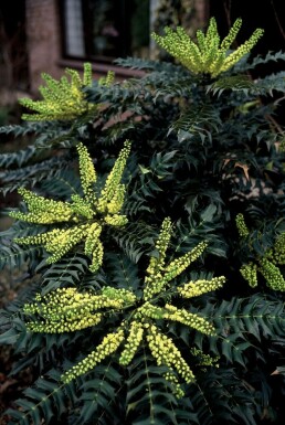 Buskmahonie Mahonia media 'Winter Sun' busk 20-30 potte C3 Mahonia media 'Winter Sun' busk 20-30 cm