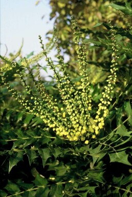 Buskmahonie Mahonia × media 'Winter Sun' busk 20-30 potte C3