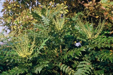 Buskmahonie Mahonia media 'Winter Sun' busk 20-30 potte C3 Mahonia media 'Winter Sun' busk 20-30 cm