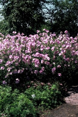 Rosenkatost Malva alcea 'Fastigiata' 5-10 potte P9 Malva alcea 'Fastigiata'