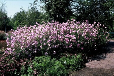 Rosenkatost Malva alcea 'Fastigiata' 5-10 potte P9 Malva alcea 'Fastigiata'