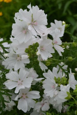 Moskuskatost Malva moschata 'Alba' 5-10 potte P9 Malva moschata 'Alba'