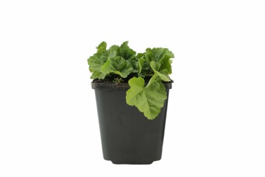 Moskuskatost Malva moschata 'Alba' 5-10 potte P9 Malva moschata 'Alba'