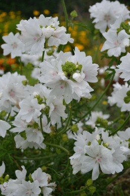 Moskuskatost Malva moschata 'Alba' 5-10 potte P9