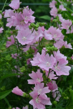 Moskuskatost Malva moschata 'Rosea' 5-10 potte P9 Malva moschata 'Rosea'