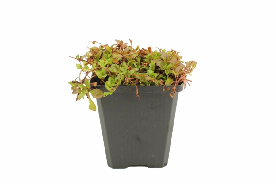 Mazus Mazus reptans 5-10 potte P9 Mazus reptans