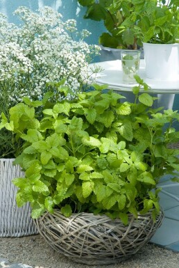 Citronmelisse Melissa officinalis 5-10 potte P9 Melissa officinalis
