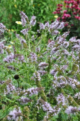 Vand-mynte × grøn mynte Mentha × piperita 5-10 potte P9 Mentha × piperita