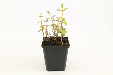 Vand-mynte × grøn mynte Mentha × piperita 5-10 potte P9 Mentha × piperita