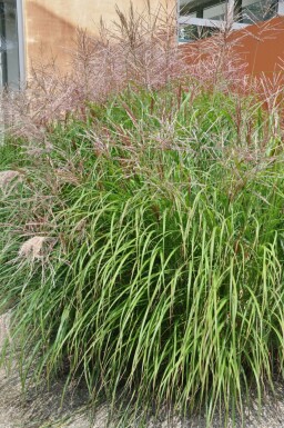 Kinesisk elefantgræs Miscanthus sinensis 'Kleine Silberspinne' 5-10 potte P9 Miscanthus sinensis 'Kleine Silberspinne'