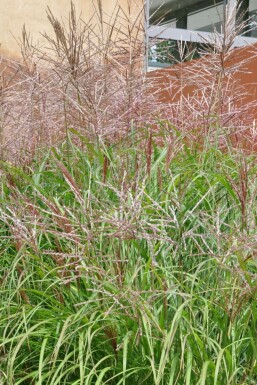 Kinesisk elefantgræs Miscanthus sinensis 'Kleine Silberspinne' 5-10 potte P9 Miscanthus sinensis 'Kleine Silberspinne'