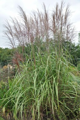 Kinesisk elefantgræs Miscanthus sinensis 'Malepartus' 5-10 potte P9