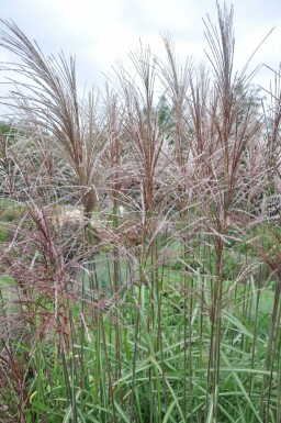 Kinesisk elefantgræs Miscanthus sinensis 'Malepartus' 5-10 potte P9