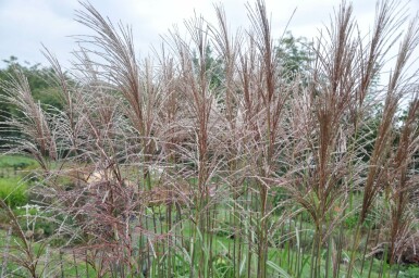 Kinesisk elefantgræs Miscanthus sinensis 'Malepartus' 5-10 potte P9