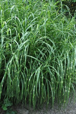 Kinesisk elefantgræs Miscanthus sinensis 'Strictus' 5-10 potte P9 Miscanthus sinensis 'Strictus'
