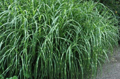 Kinesisk elefantgræs Miscanthus sinensis 'Strictus' 5-10 potte P9 Miscanthus sinensis 'Strictus'