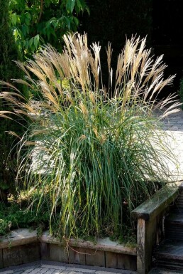 Kinesisk elefantgræs Miscanthus sinensis 'Yakushima Dwarf' 5-10 potte P9 Miscanthus sinensis 'Yakushima Dwarf'