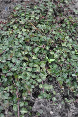 Mitchella Mitchella repens 5-10 potte P9 Mitchella repens