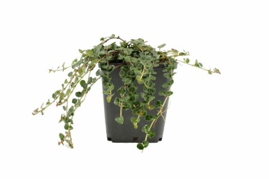 Mitchella Mitchella repens 5-10 potte P9 Mitchella repens