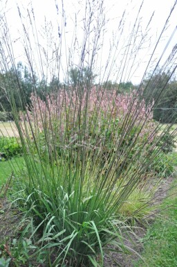 Pibegræs Molinia arundinacea 'Karl Foerster' 5-10 potte P9 Molinia arundinacea 'Karl Foerster'
