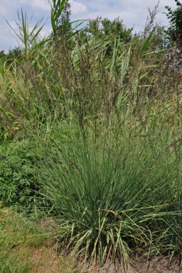 Almindelig blåtop Molinia caerulea 'Edith Dudszus' 5-10 potte P9 Molinia caerulea 'Edith Dudszus'