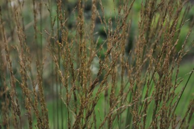 Almindelig blåtop Molinia caerulea 'Heidebraut' 5-10 potte P9