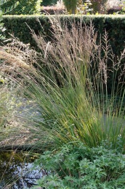 Almindelig blåtop Molinia caerulea 'Moorhexe' 5-10 potte P9 Molinia caerulea 'Moorhexe'