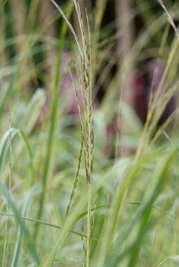 Almindelig blåtop Molinia caerulea 'Moorhexe' 5-10 potte P9