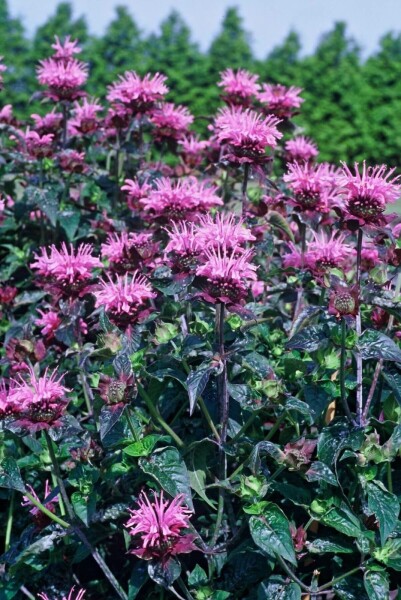 Monarda Monarda 'Beauty of Cobham' 5-10 potte P9 Monarda 'Beauty of Cobham'