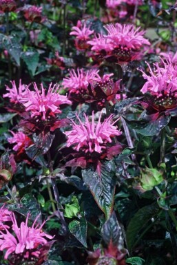 Monarda Monarda 'Beauty of Cobham' 5-10 potte P9 Monarda 'Beauty of Cobham'