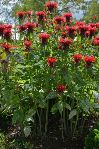 Monarda Monarda 'Cambridge Scarlet' 5-10 potte P9 Monarda 'Cambridge Scarlet'